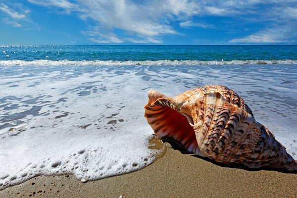 A beautiful shell in the waves of the sea