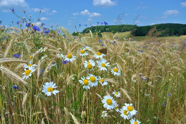 Campo estivo con margherite e spighe