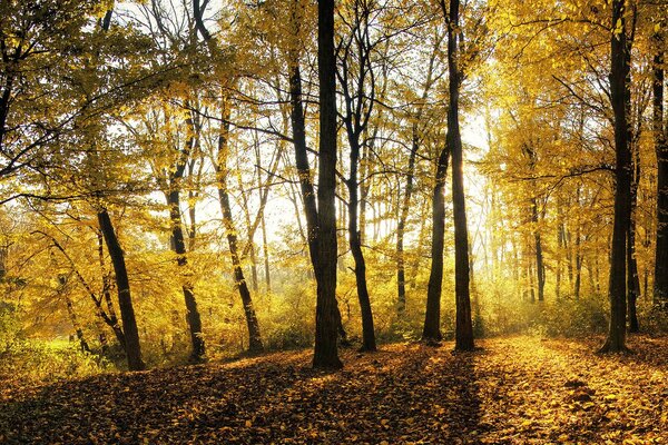 Trees with yellow foliage in the autumn forest