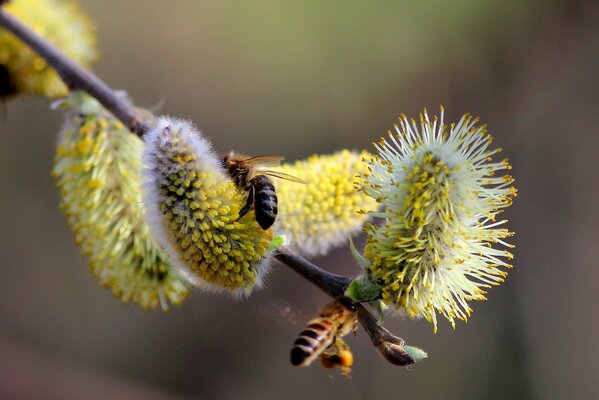 Natur im Frühling blühen die Knospen