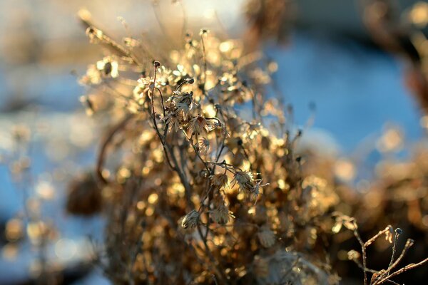 Dry daisies in the sun