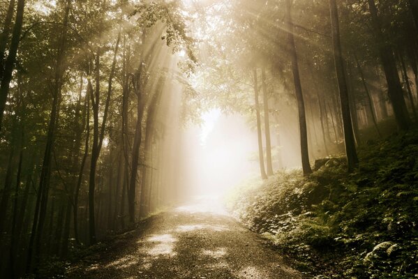 Strada attraverso la foresta fino alla radura