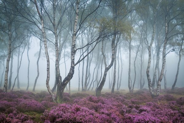 Im Wald schöne Blumen unter Bäumen