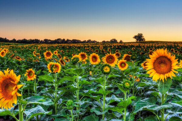 Sonnenblumenfeld, das über den Horizont hinausgeht