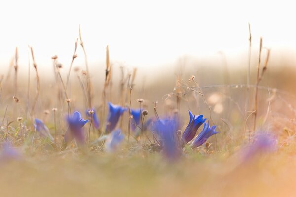 Cornflowers in a meadow in dry grass