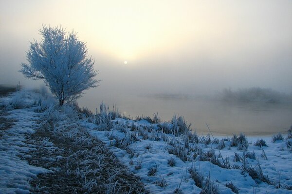 Морозное утро на дикой природе