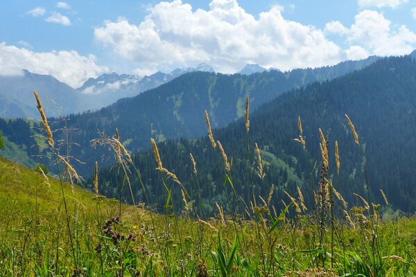 Eine Lichtung in einer Berglandschaft im Sommer