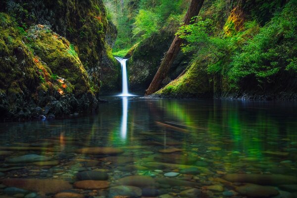 Foresta piccola cascata negli Stati Uniti