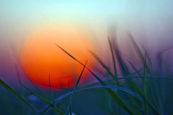Grass and greenery at sunset