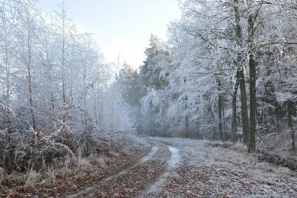 Camino a través del bosque de la mañana de invierno