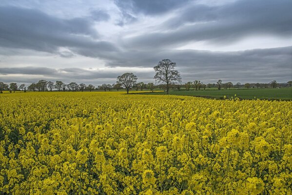 A walk through a deserted field