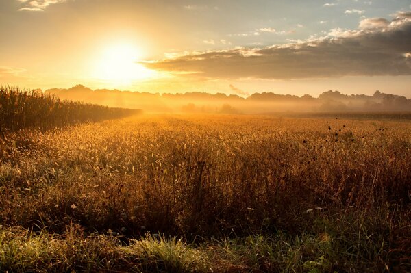 Alba nebbiosa in un campo con rugiada caduta