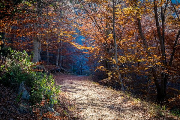 Forêt feuillage route de Staal