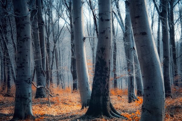 Foresta autunnale. Betulle. Natura