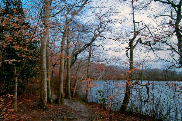 Sentiero forestale autunnale per il lago