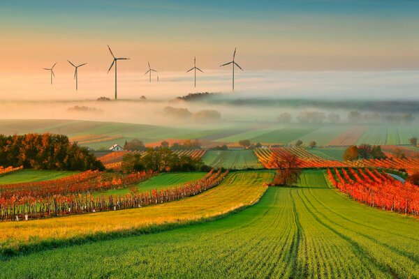 Paisaje de otoño-viñedos en la niebla