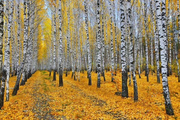 Picturesque autumn birch grove