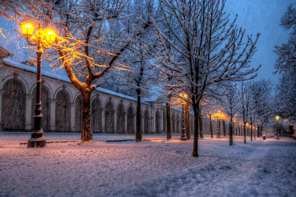 Verschneite Bäume am Winterabend