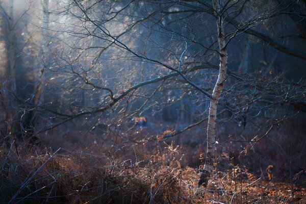 A lonely birch tree in the autumn forest