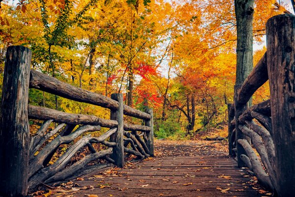 Helle Farben des Herbstes. Spaziergang im Park