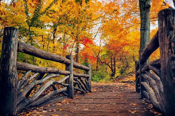 Colori vivaci dell autunno. Passeggiata nel parco