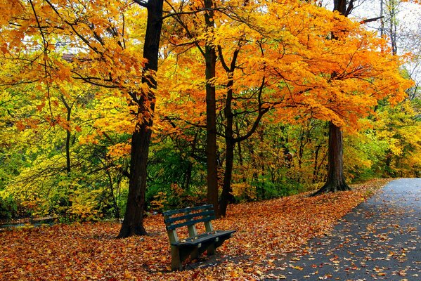 Banco en el parque de otoño