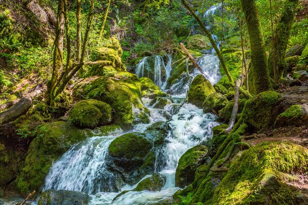 Il torrente della foresta scorre in un ruscello nella foresta