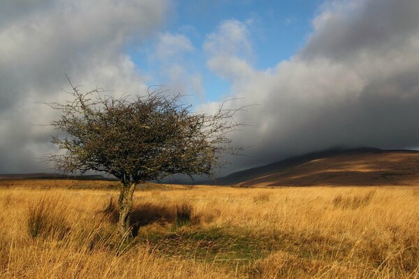 Árbol en la Sabana en medio de las nubes