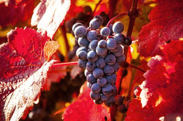 Racimo de uvas en una rama al sol