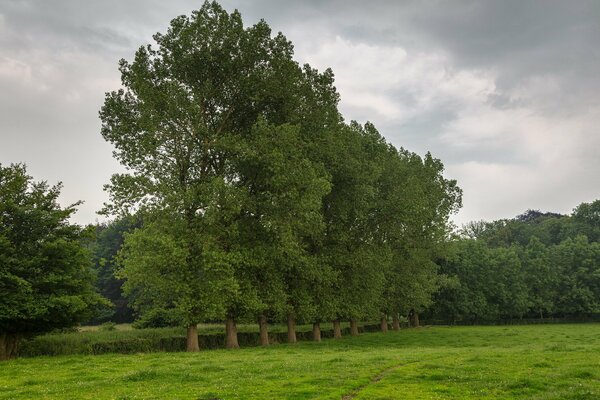 Eine gleichmäßige Reihe von Bäumen mit grünem Laub im Wald