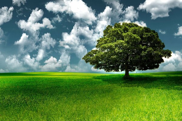 Green grass with one tree and clouds