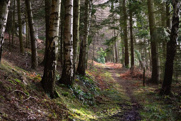 Un sendero en la ladera de la montaña a través de árboles fascinantes