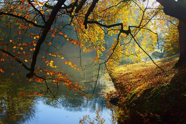 Herbstwald neben dem Fluss