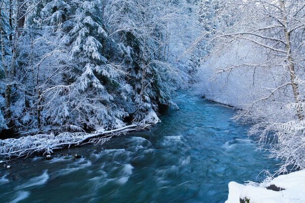 Bosque de invierno río frío