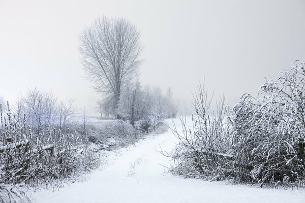 Winterlandschaft . bäume im Frost