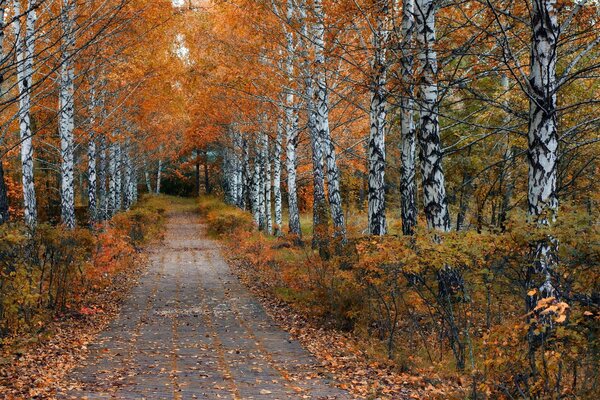 La strada attraverso il parco autunnale