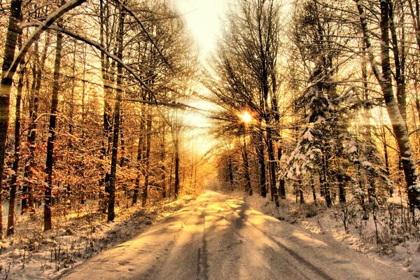 Frost and sun in winter in the forest