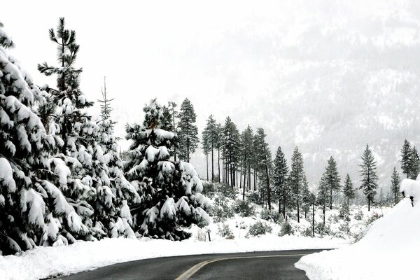 Camino de invierno en el bosque de montaña