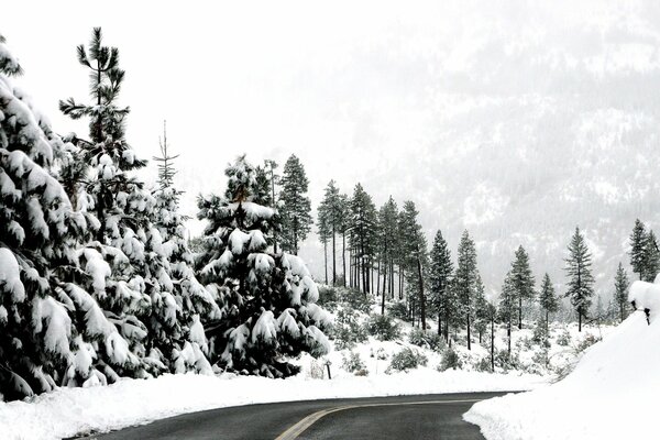 Zimowa droga w górskim lesie