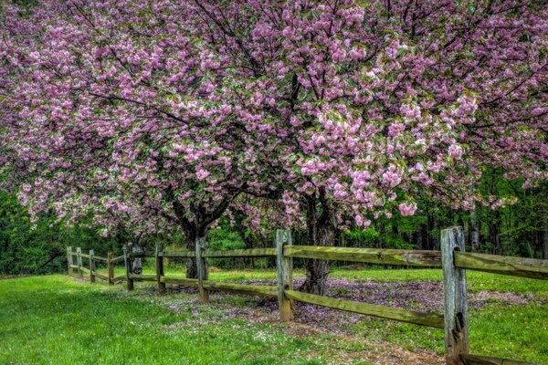 Frühlingsbaum mit rosa Blüten an der Hecke bedeckt