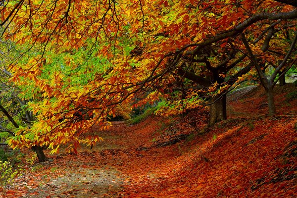 Colorful autumn leaves in the park