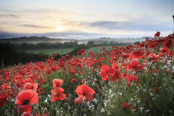 Poppy field in the morning glade