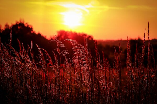 Campo de hierba alta iluminado por el sol bajo