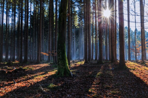 Herbstwald an einem sonnigen Tag