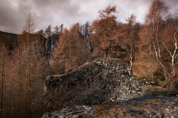 Gray rock on the background of an autumn forest