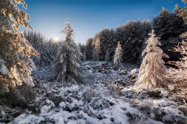 Winterwald. Die Natur. Tannenbäume