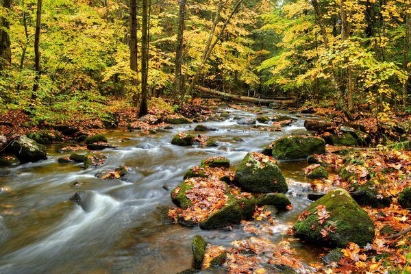 Rivière de la forêt sur la photo des arbres d automne