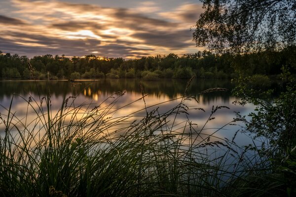 Summer lake at sunset forest