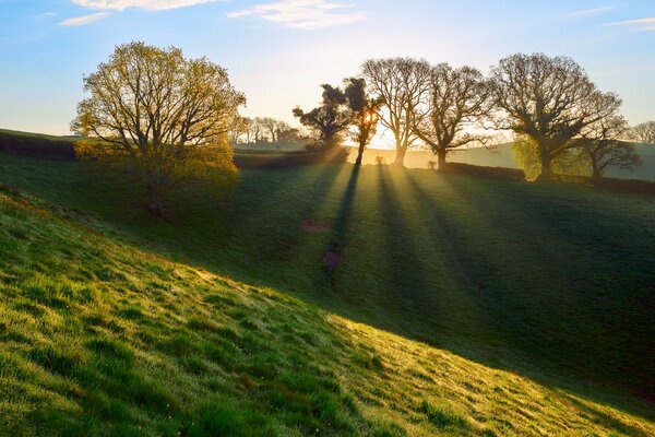 Morning meadow covered with dew