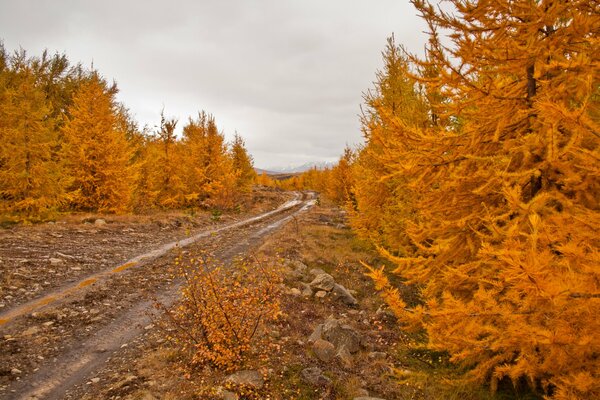 La strada che va nella foresta autunnale